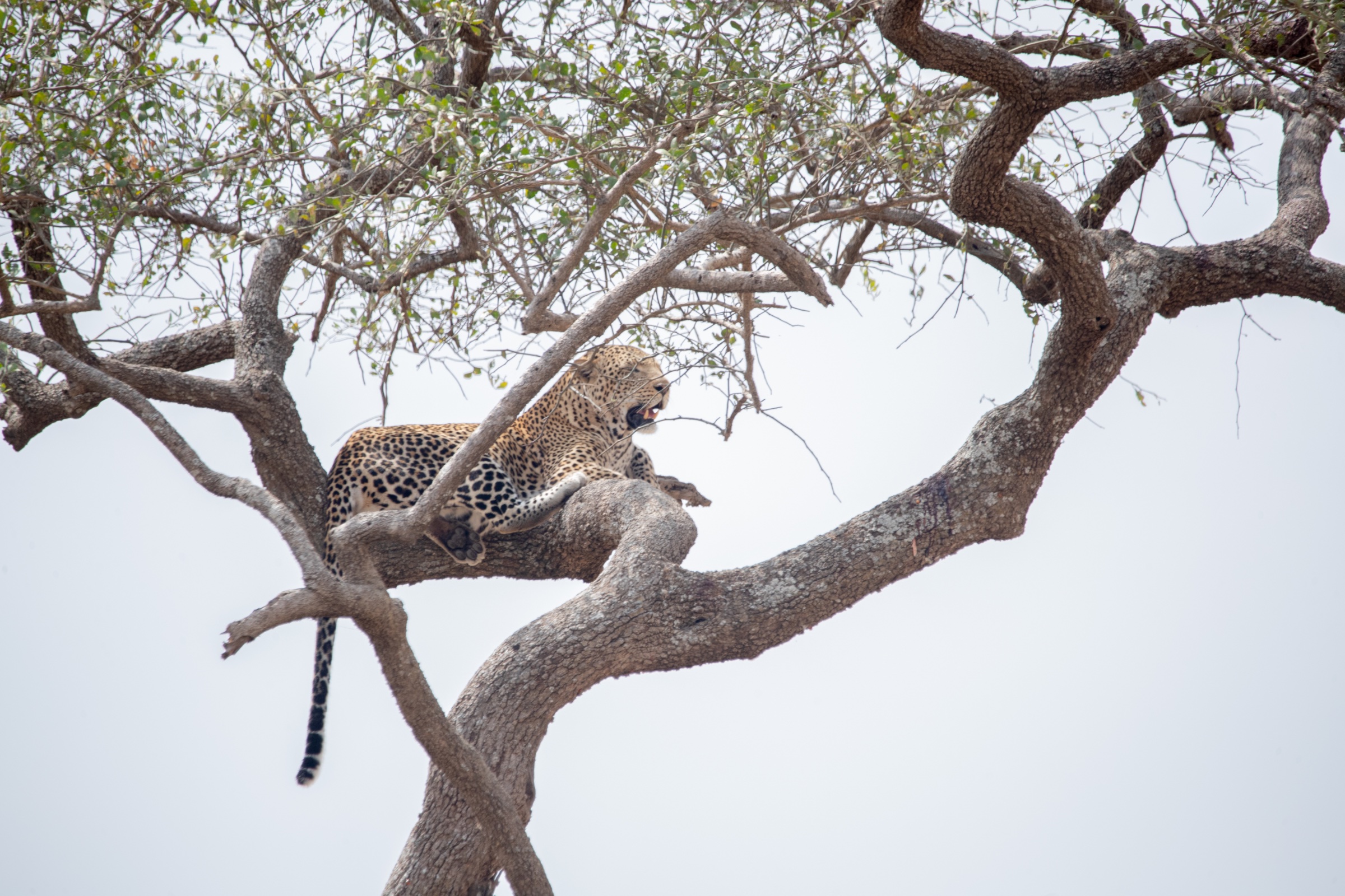 Africa Miles Safari Compan Ltd