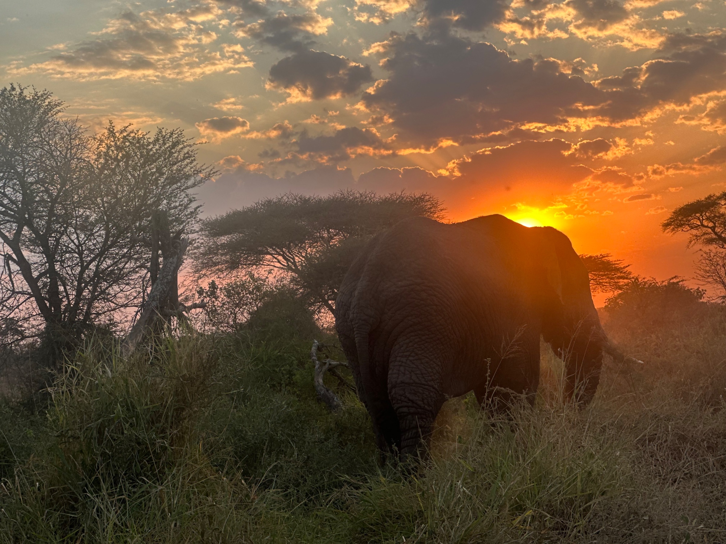 Africa Miles Safari Compan Ltd