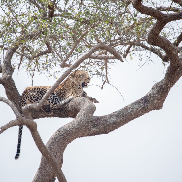 Africa Miles Safari Compan Ltd