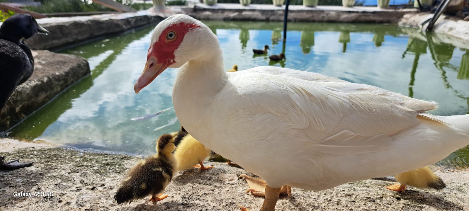 Agrocamping Invernaderito