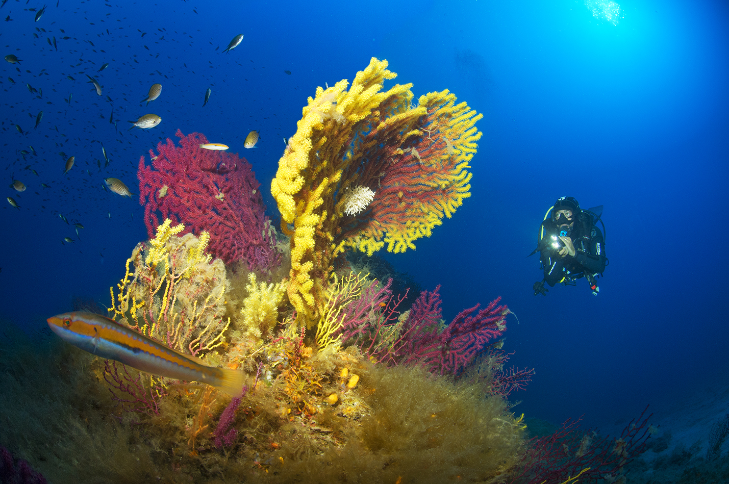 BLU INFINITO Diving Center