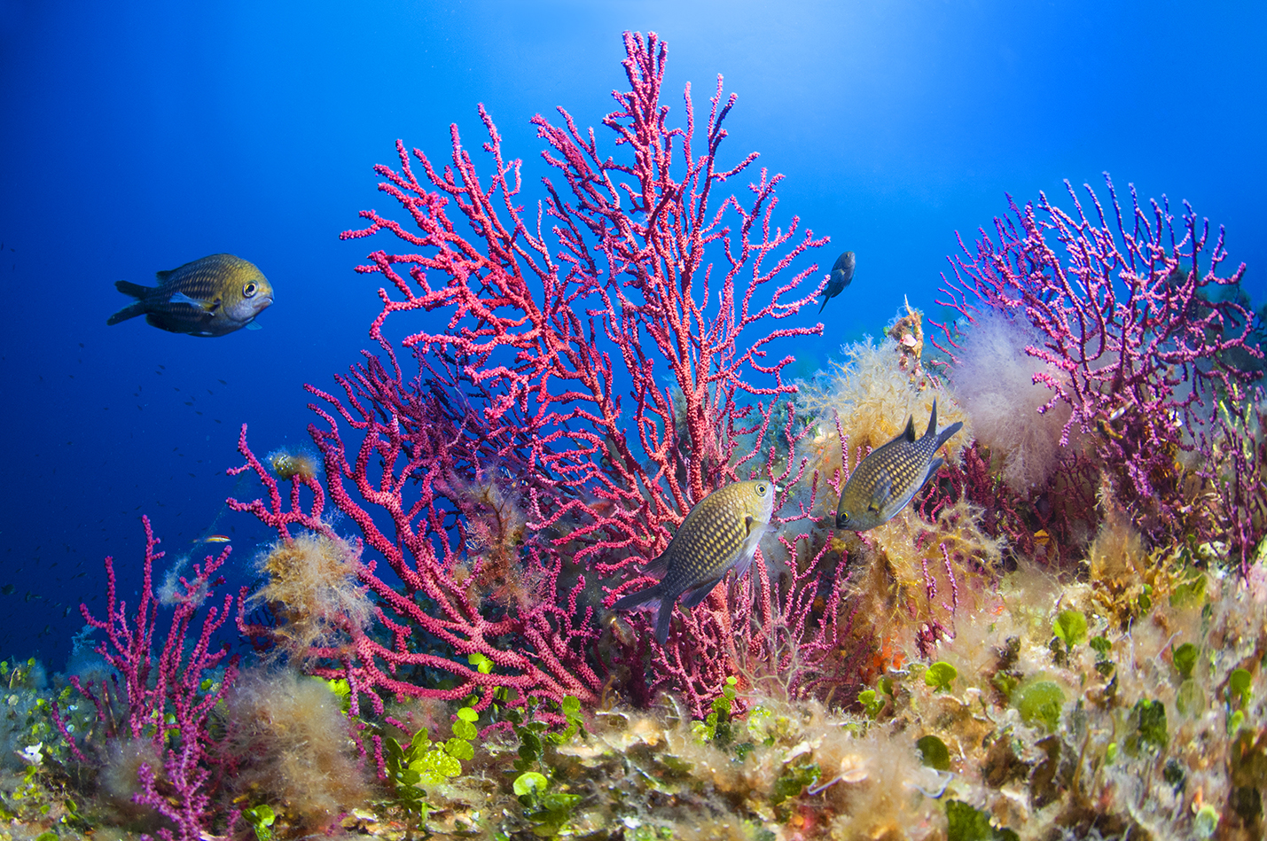 BLU INFINITO Diving Center