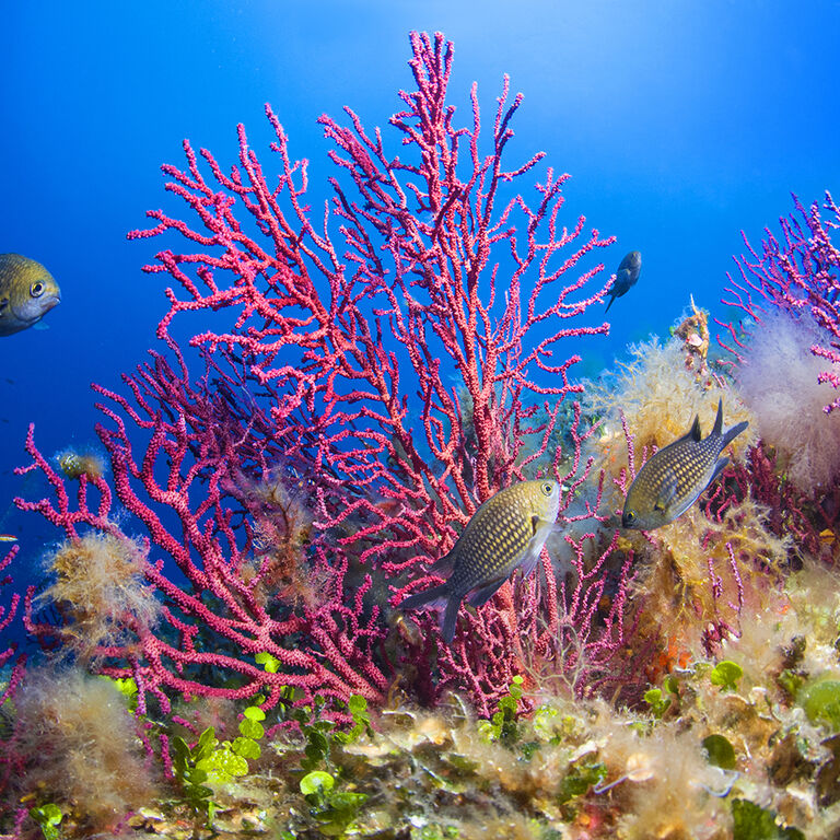 BLU INFINITO Diving Center