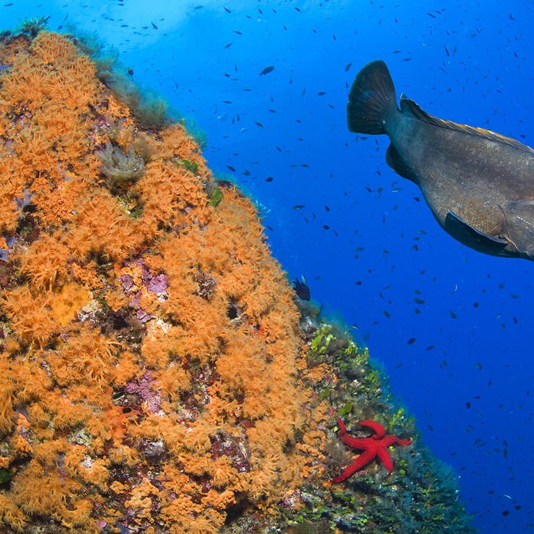 BLU INFINITO Diving Center