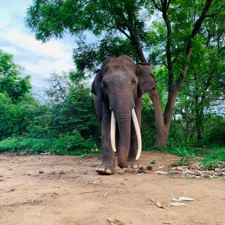 Upul