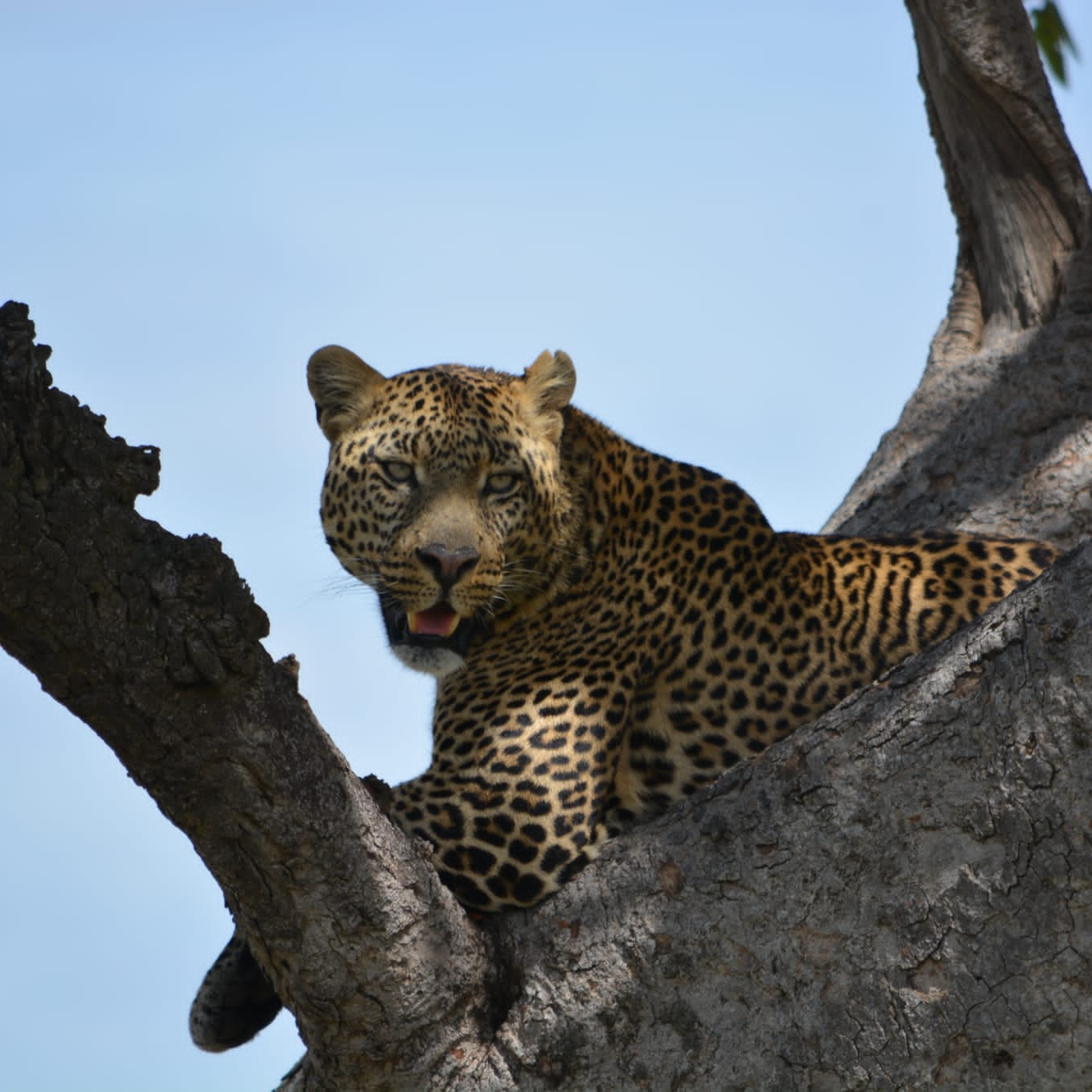 Leisure Escapes Safaris Ltd