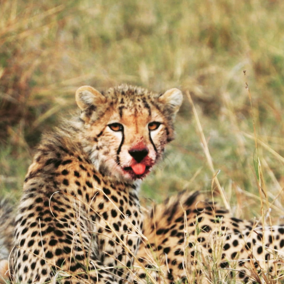 Leisure Escapes Safaris Ltd