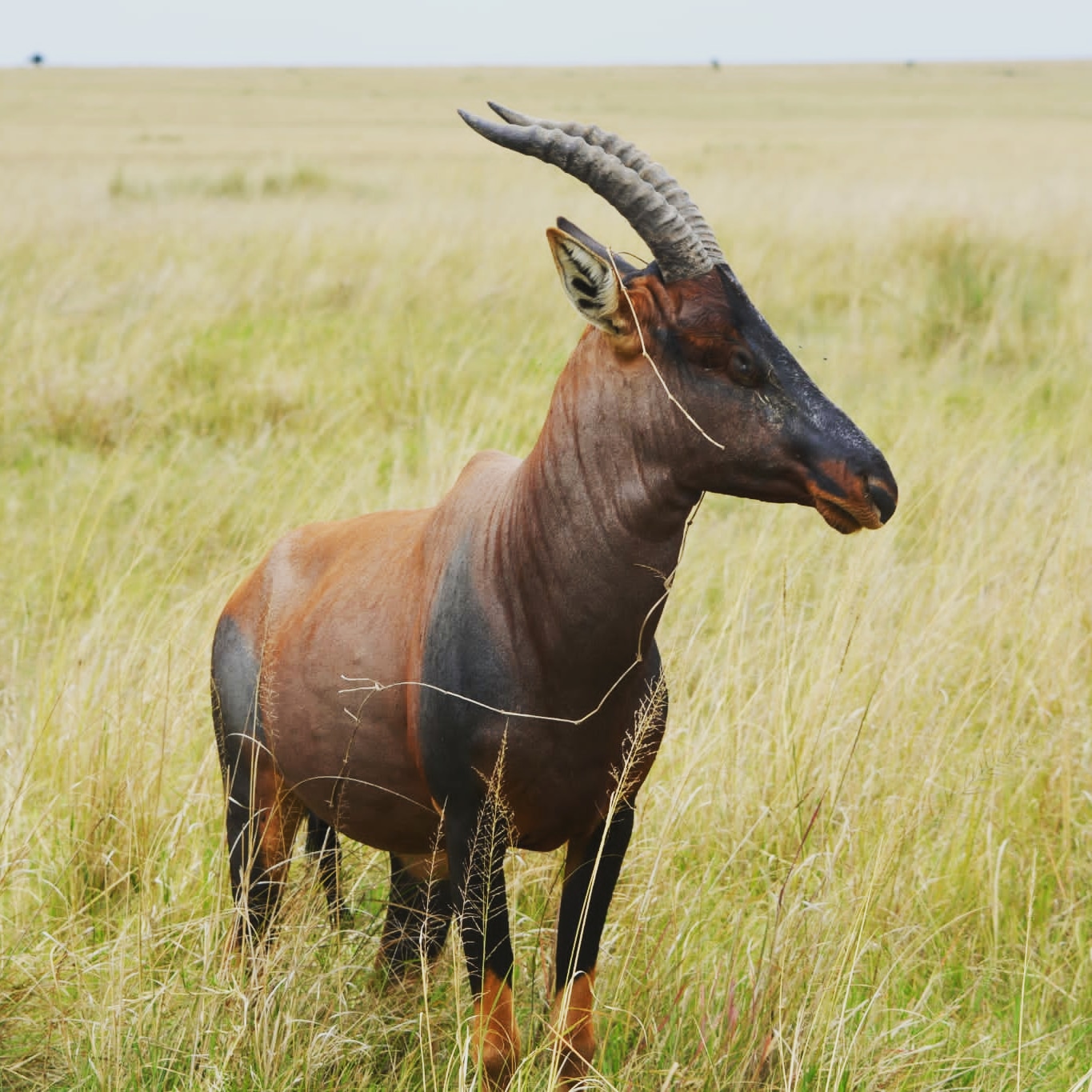 Leisure Escapes Safaris Ltd