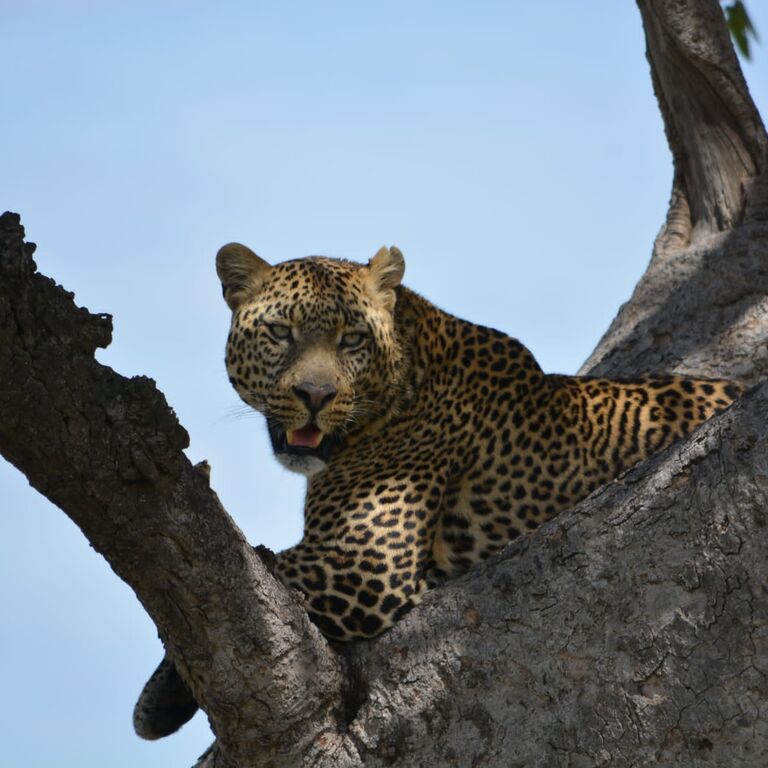 Leisure Escapes Safaris Ltd