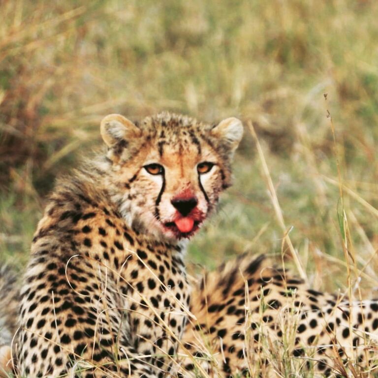 Leisure Escapes Safaris Ltd
