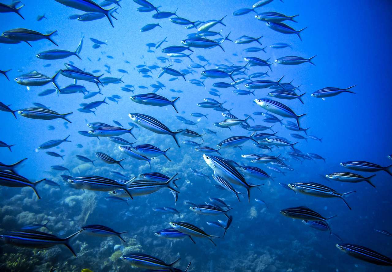 Triton Scuba Diving Center