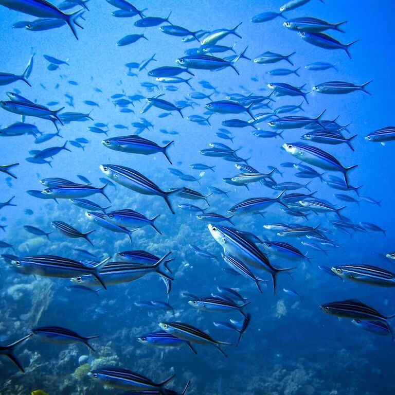 Triton Scuba Diving Center