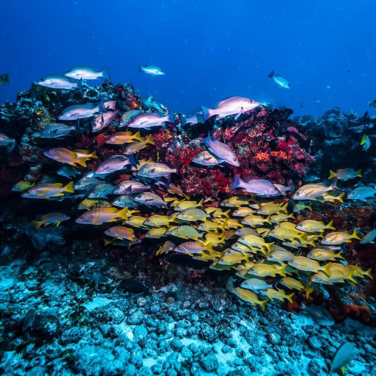 Triton Scuba Diving Center