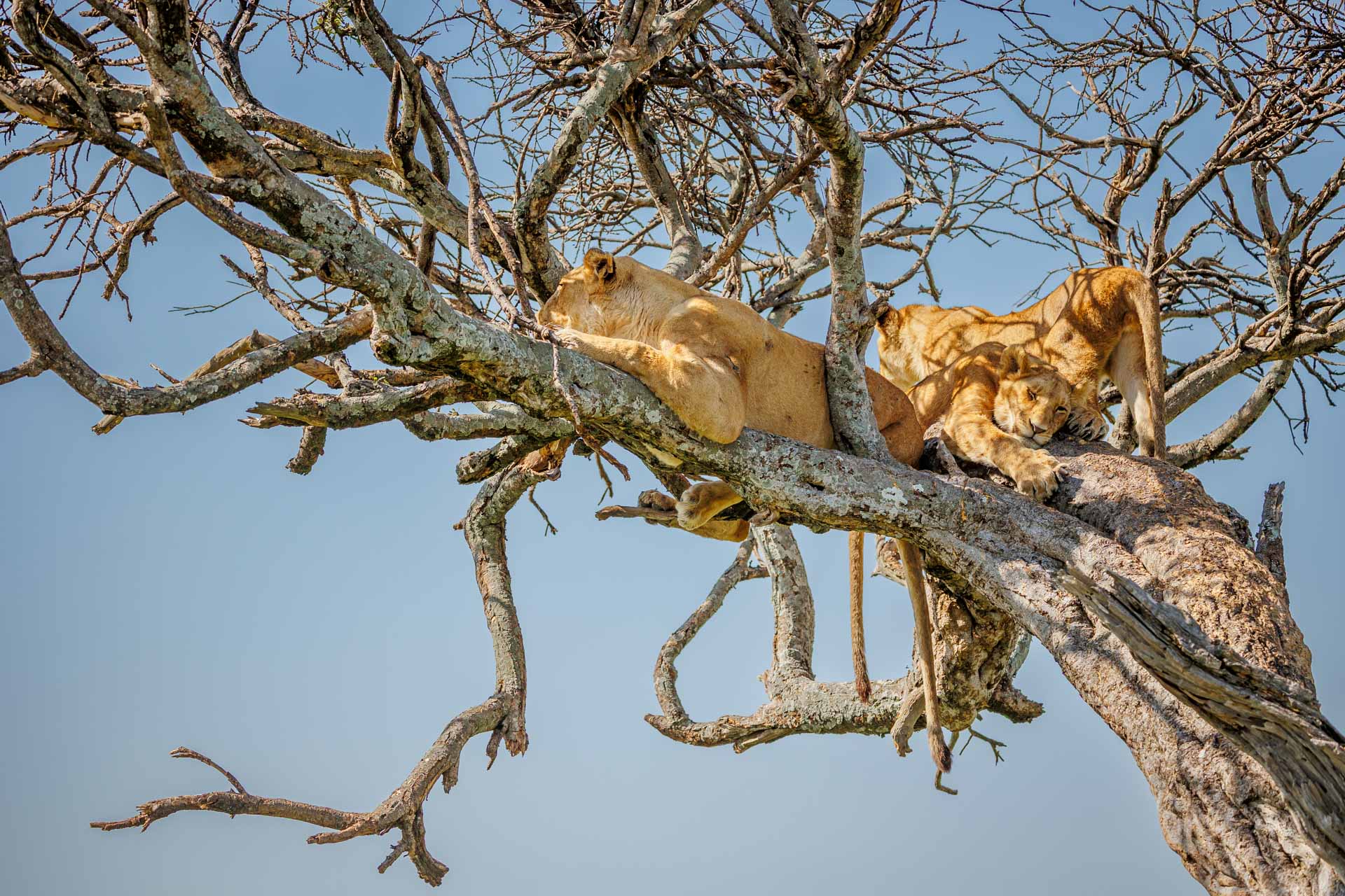 Expeditions Wild Jungle