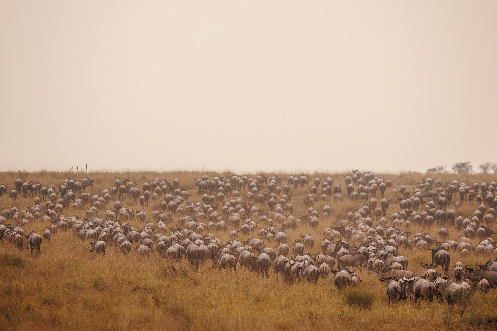 Expeditions Wild Jungle