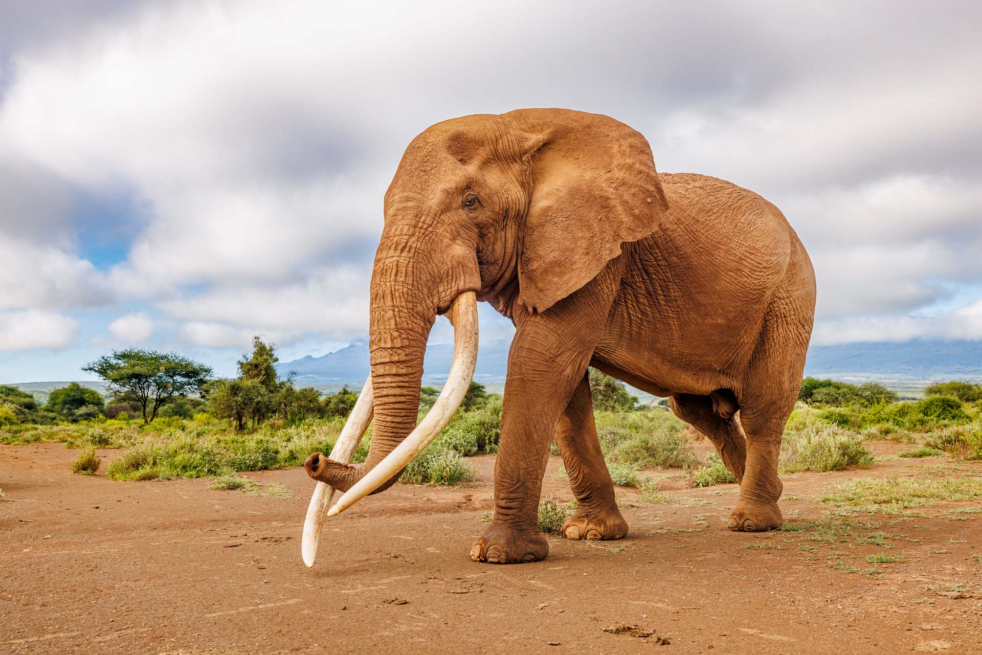 Expeditions Wild Jungle