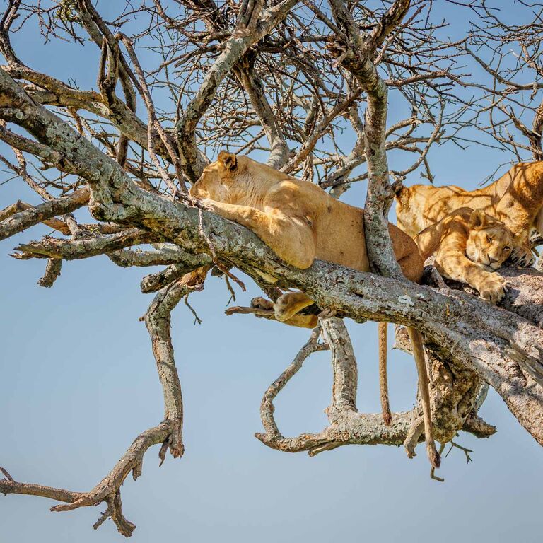 Expeditions Wild Jungle
