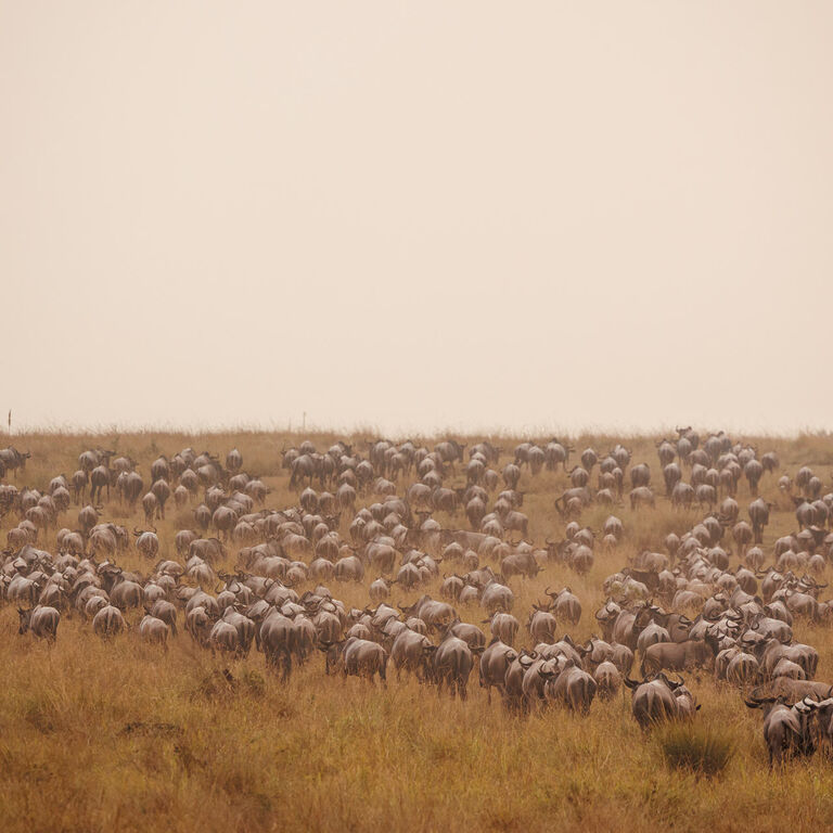 Expeditions Wild Jungle