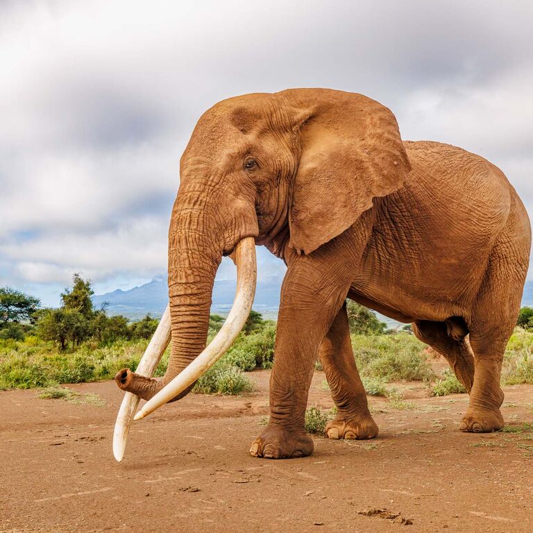 Expeditions Wild Jungle