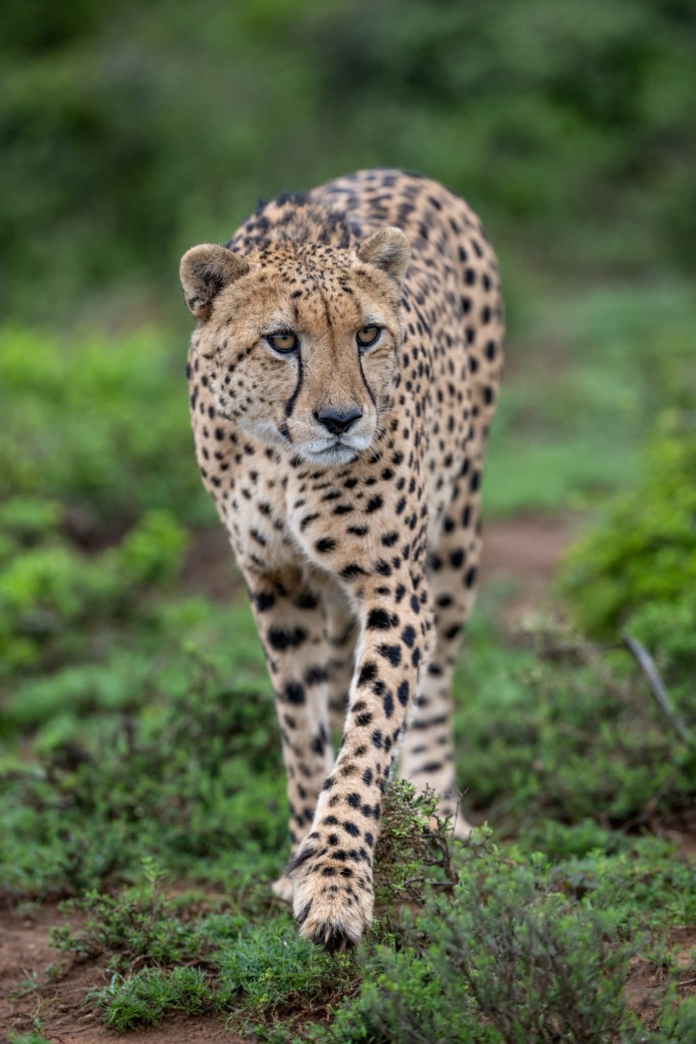Utele Safari