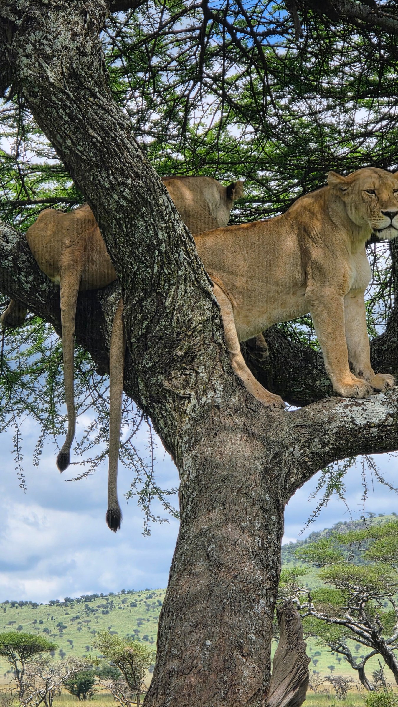 Utele Safari
