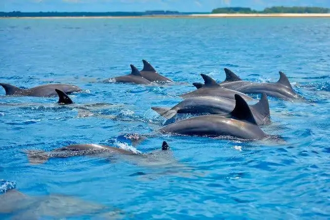 Kijani Africa Safaris