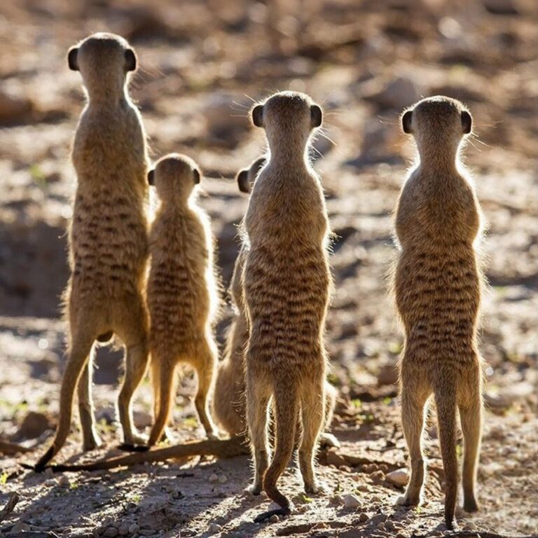 KIFARU OVERLAND SAFARIS