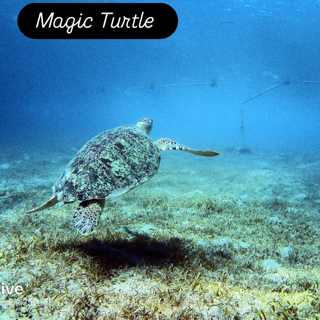 Michael Tauchen Safaga