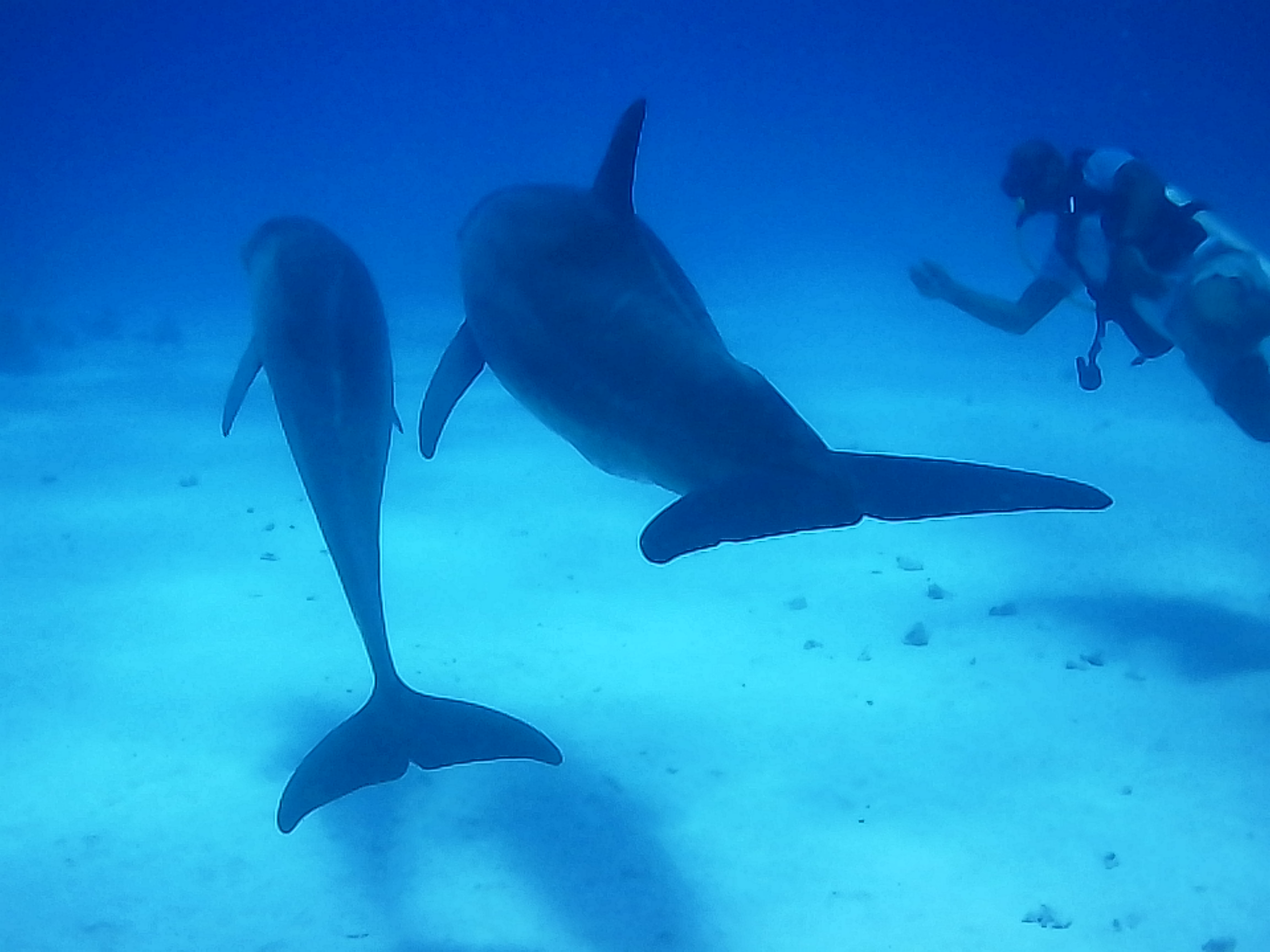 Michael Tauchen Safaga