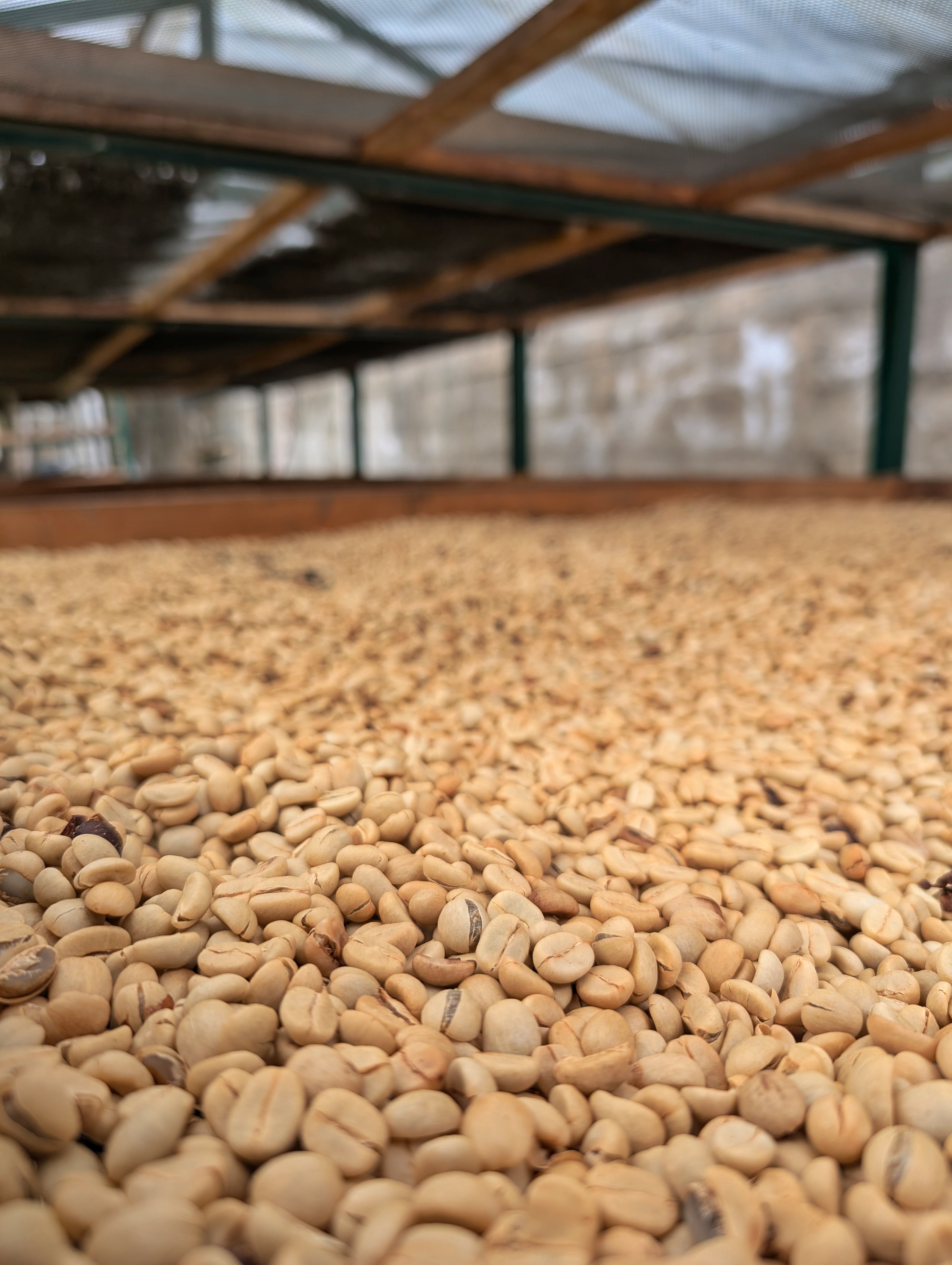 AROVI / CURLY by AROVI