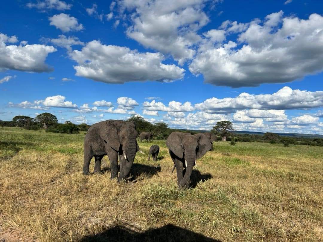 Kasaje Tours Africa