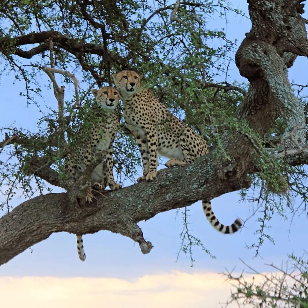 Kasaje Tours Africa