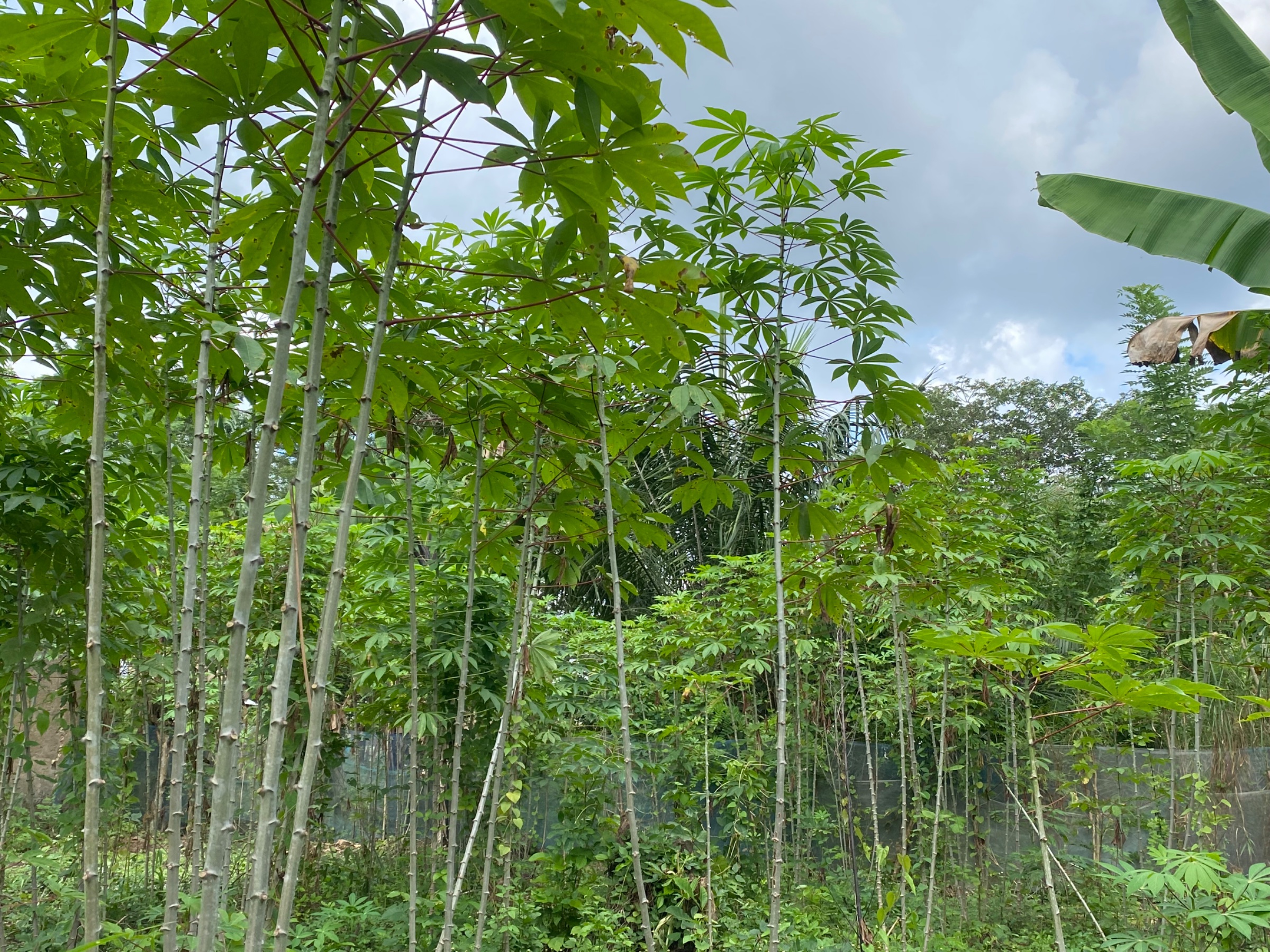 Mattlawie Ecological