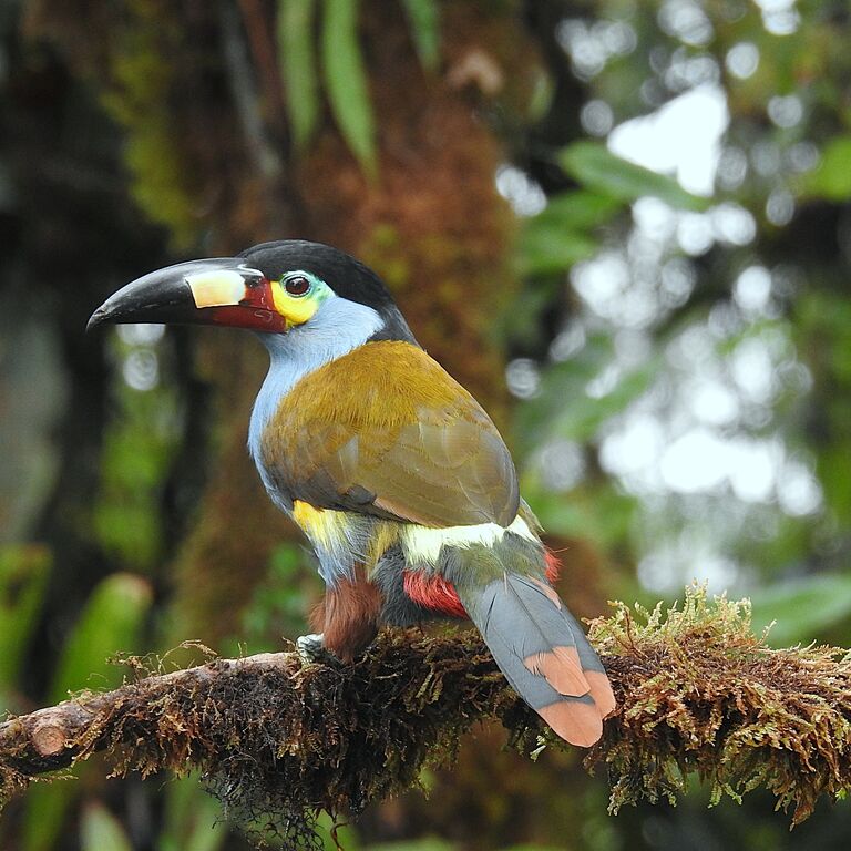 Butterfly and Bird Julio Tours