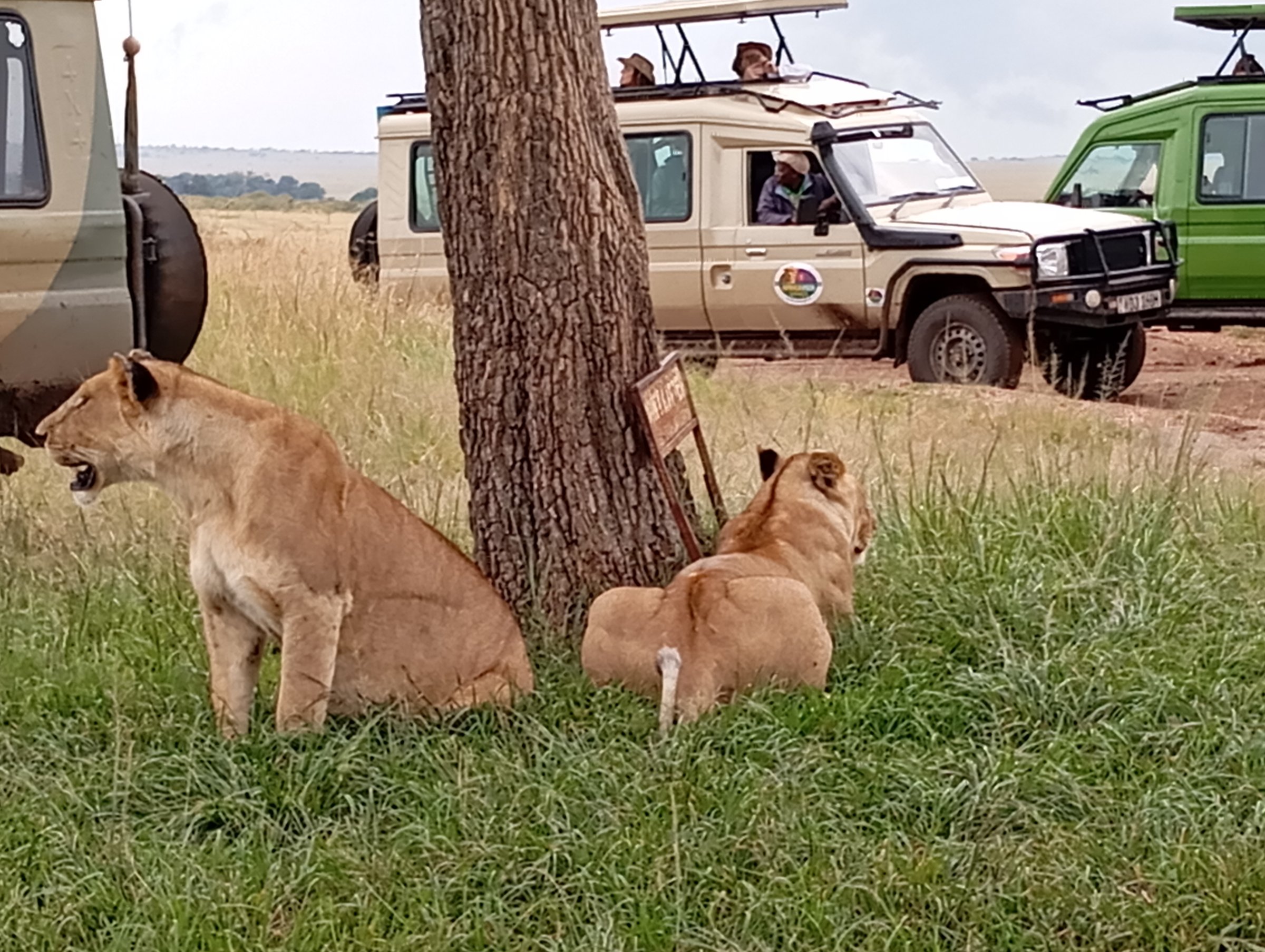 Africa Vision Safaris