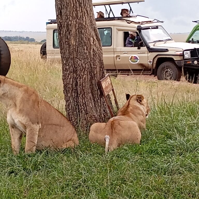 Africa Vision Safaris