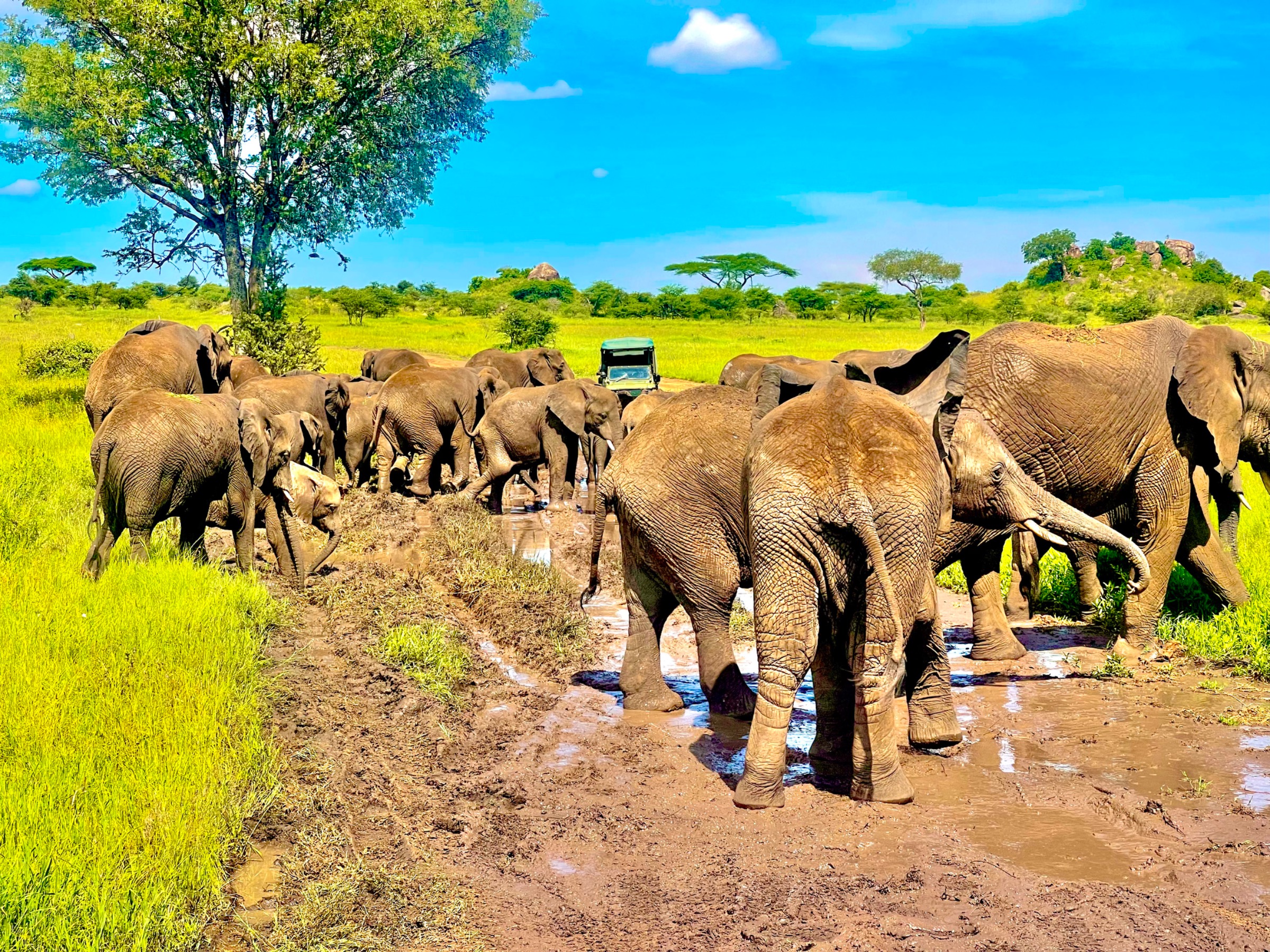 Gardenia African safaris Ltd