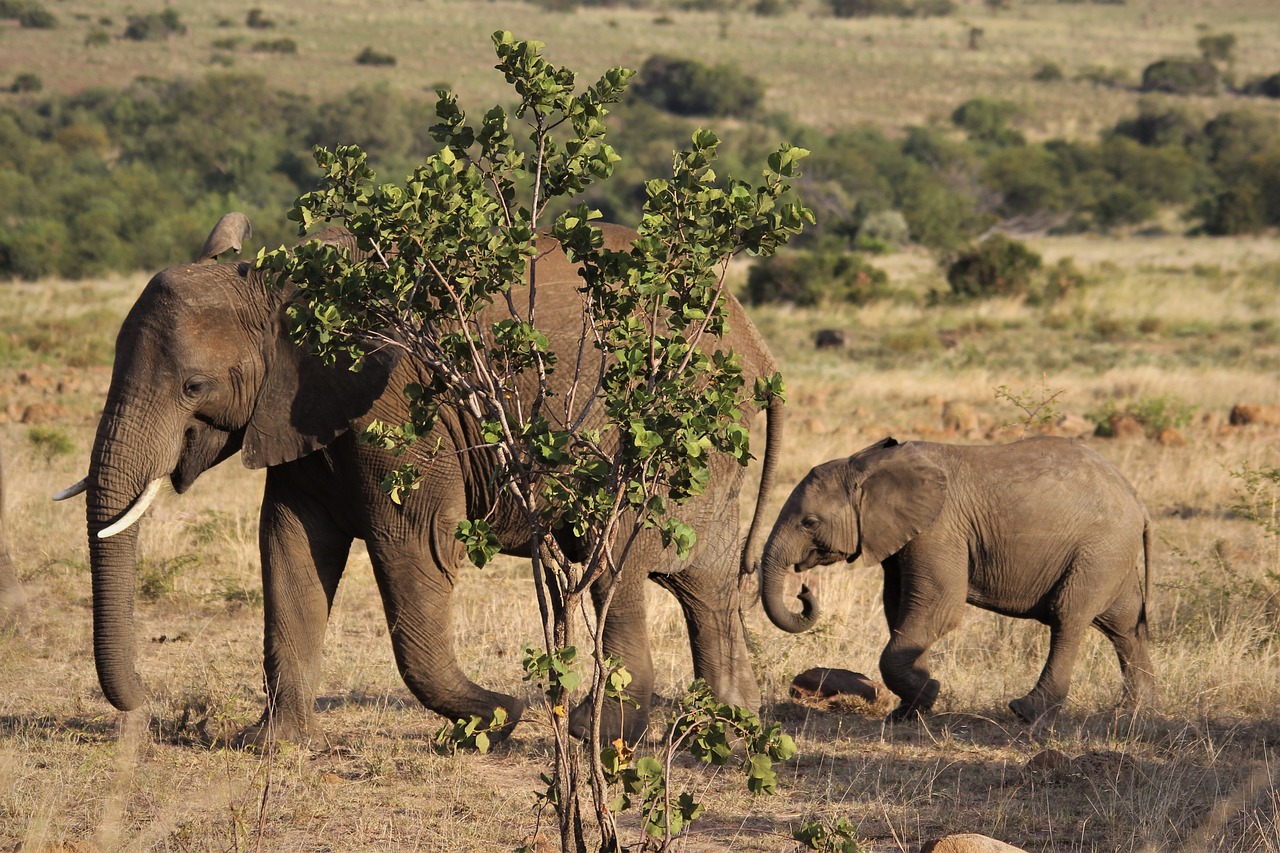 Denllepe Tours and Safaris