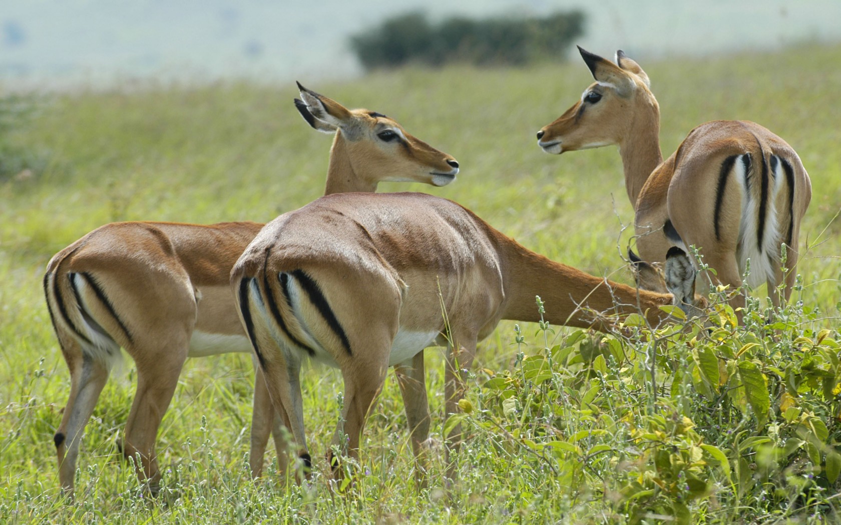 Denllepe Tours and Safaris
