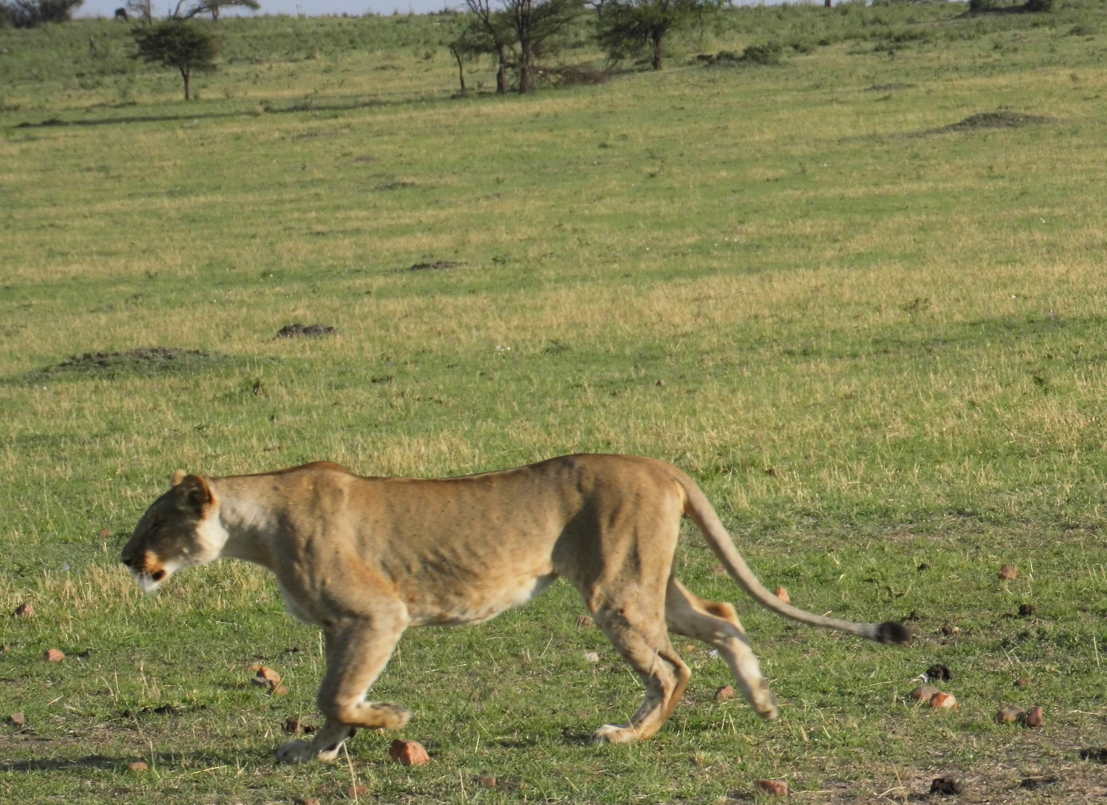 Denllepe Tours and Safaris