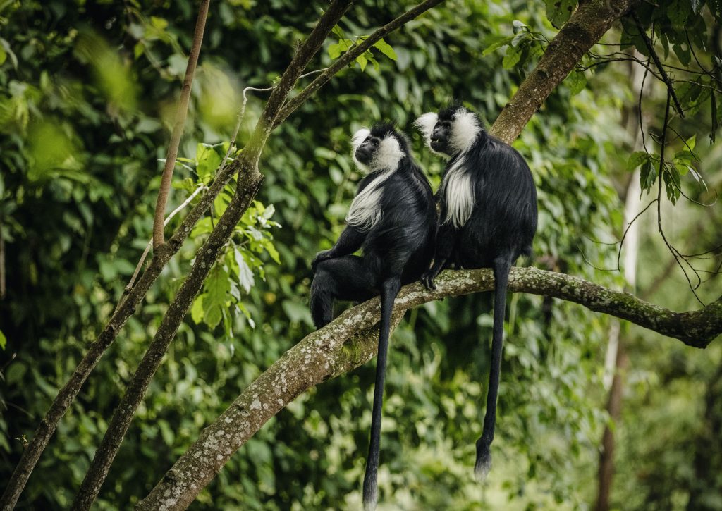 BUNYANGABU TOURS UGANDA SAFARI