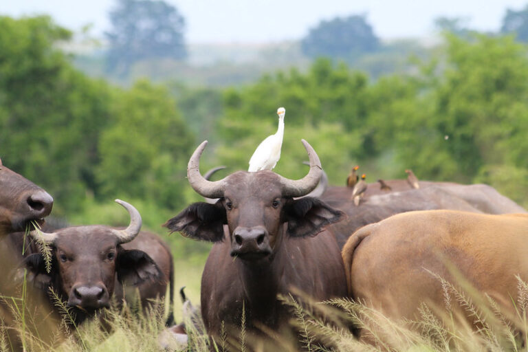 BUNYANGABU TOURS UGANDA SAFARI