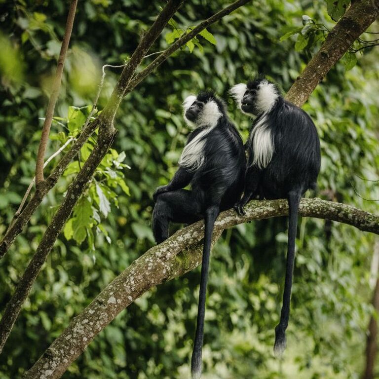 BUNYANGABU TOURS UGANDA SAFARI