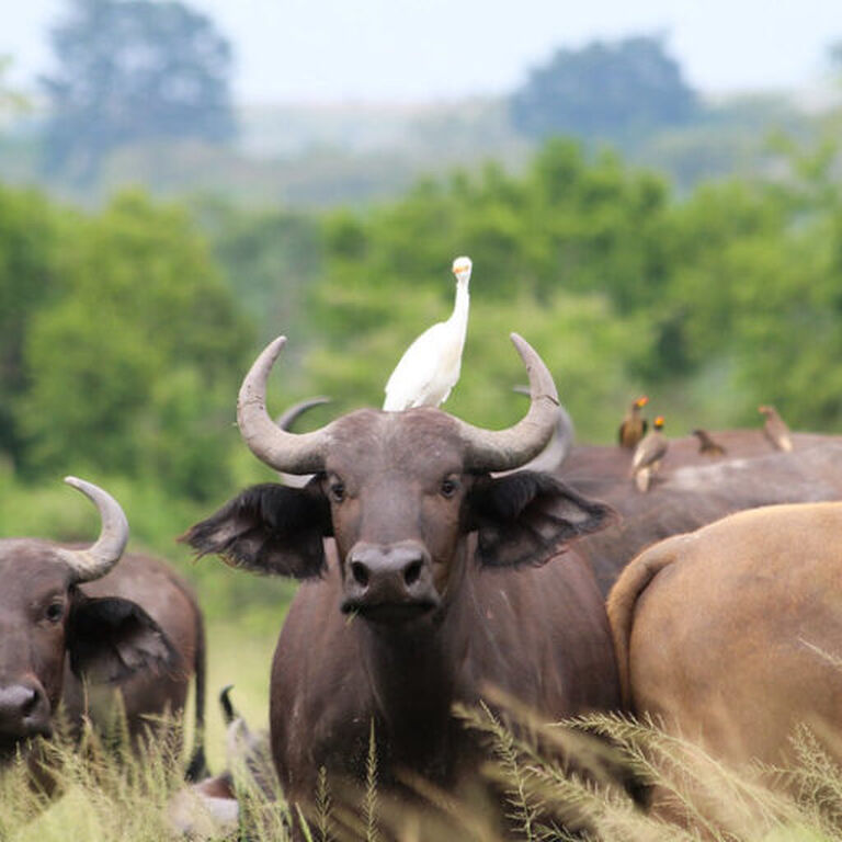 BUNYANGABU TOURS UGANDA SAFARI