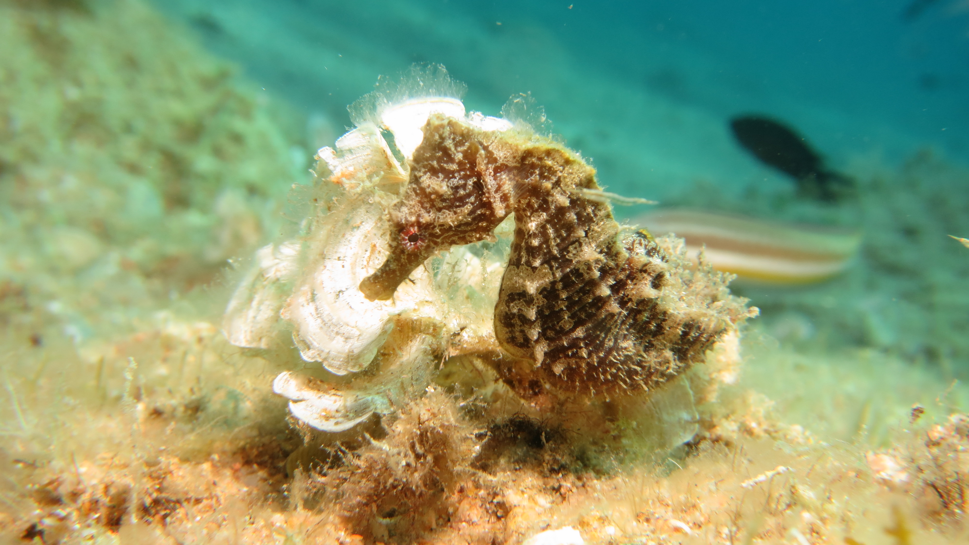 SuperDive Tossa de Mar