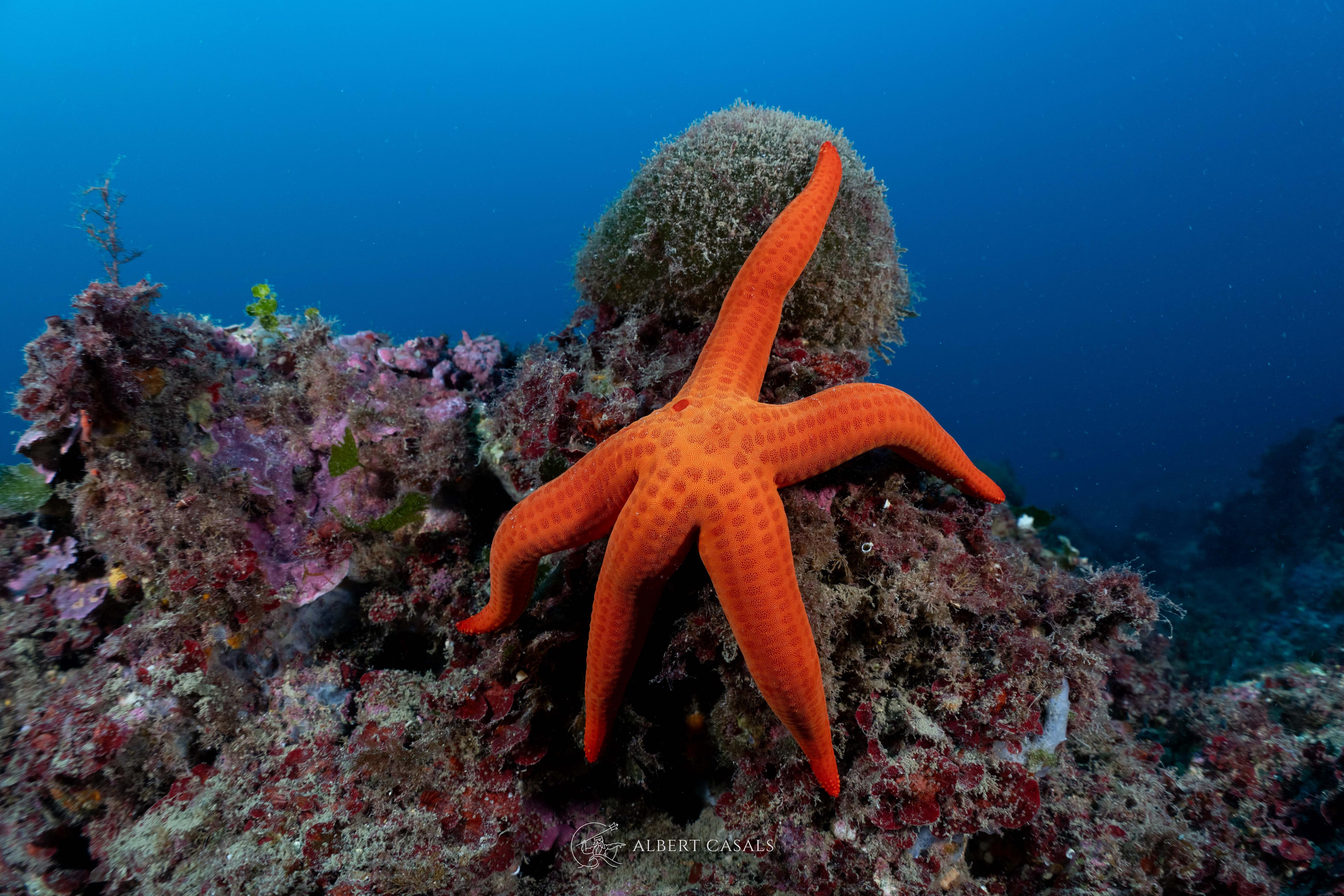 SuperDive Tossa de Mar