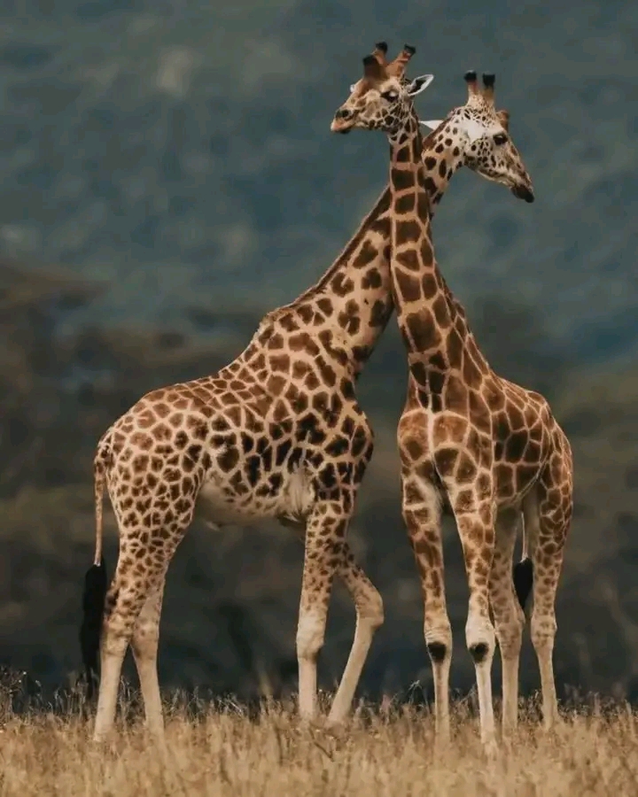 Umuco Safari Rwanda
