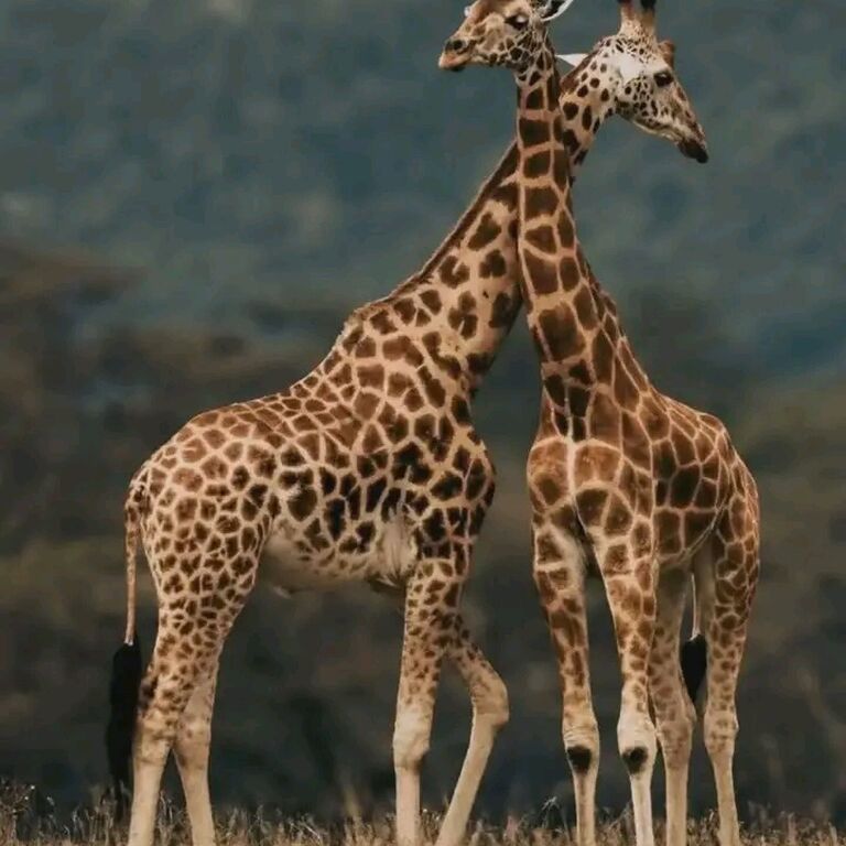 Umuco Safari Rwanda