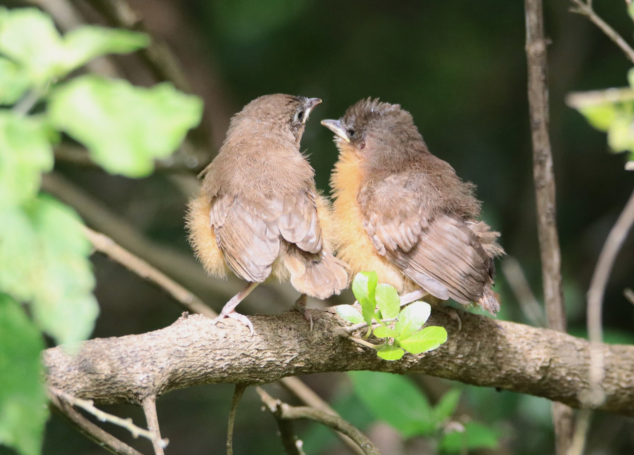 ConQuest Adventures Ltd