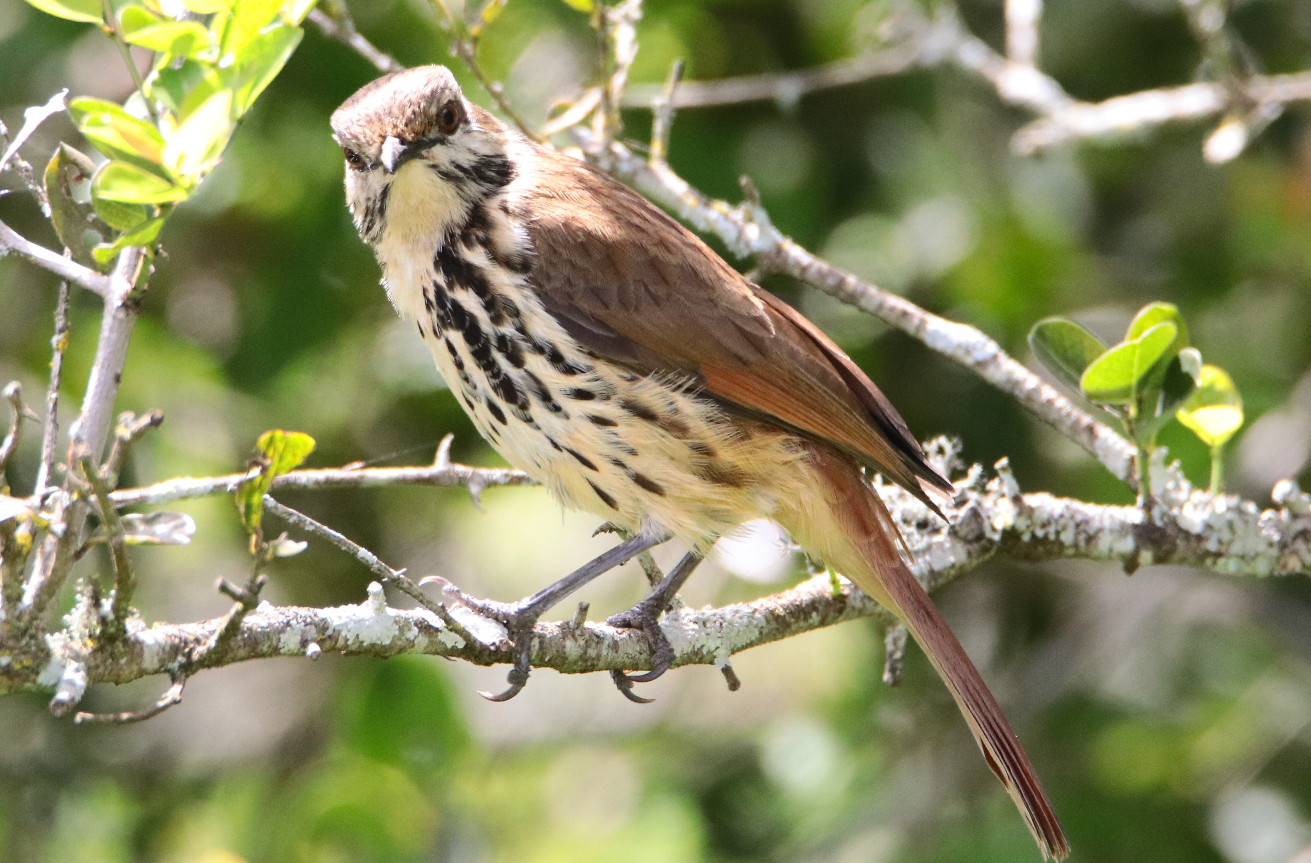 ConQuest Adventures Ltd